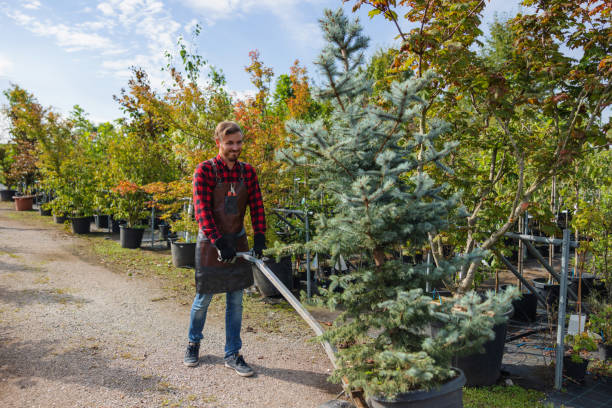 How Our Tree Care Process Works  in  Peach Springs, AZ